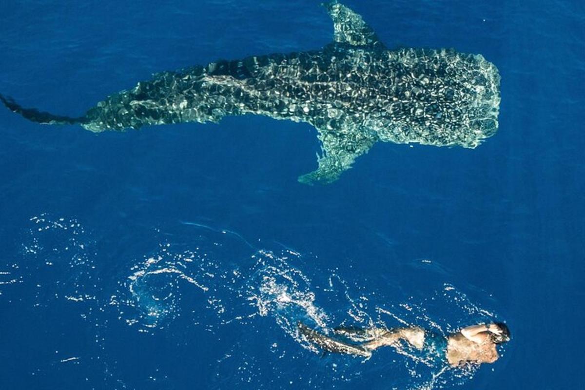 Un tiburón ballena nadando en el agua azul