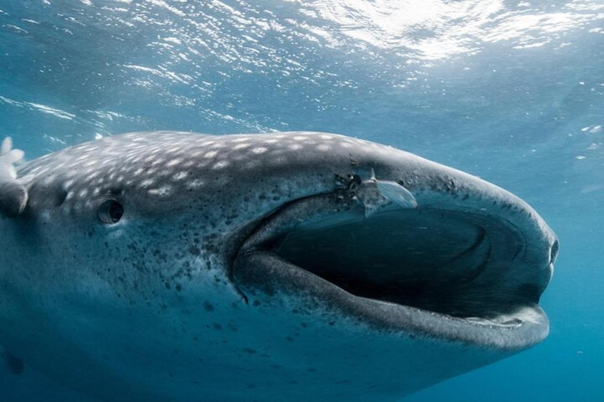 un tiburón ballena nadando en el agua