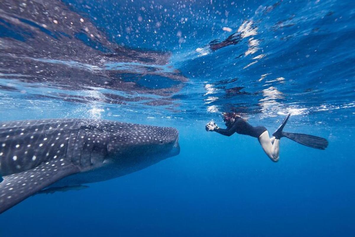 una persona nadando junto a un tiburón ballena en el agua