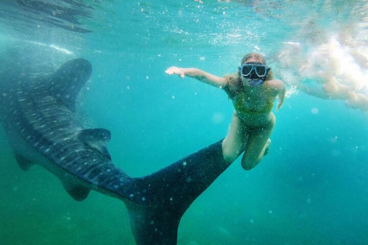 Una mujer nadando junto a una tortuga marina en el agua.