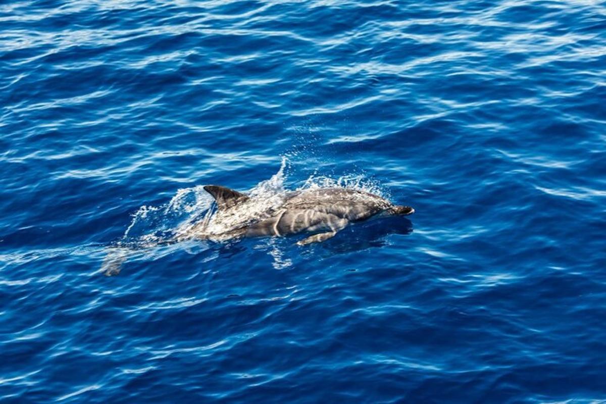 delfin pływający w błękitnej wodzie