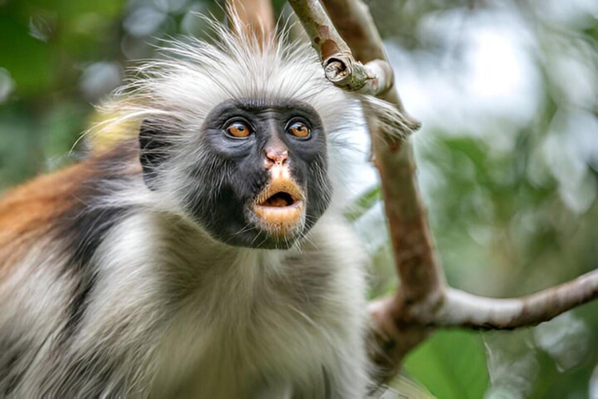 seekor monyet sedang duduk di atas dahan pokok