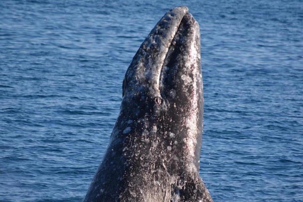 un primo piano di un delfino nell'acqua