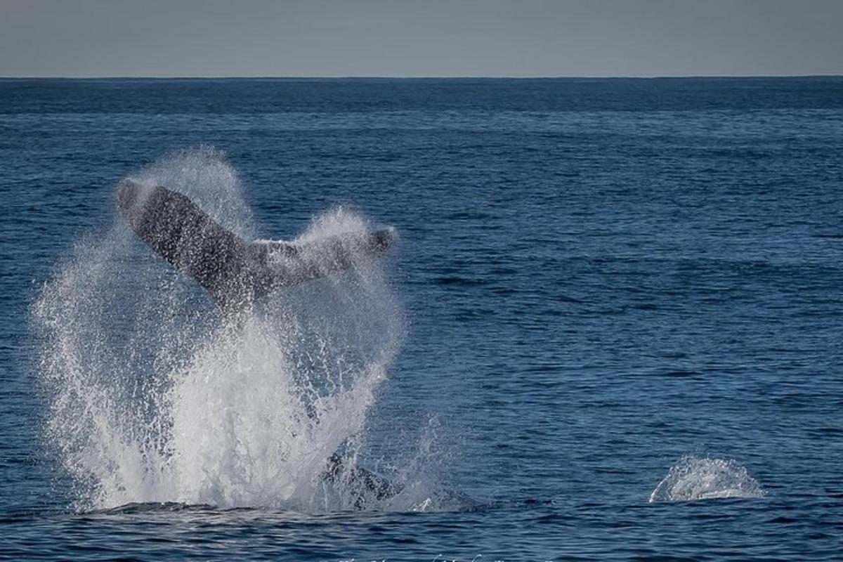 una balena che salta fuori dall'acqua nell'oceano