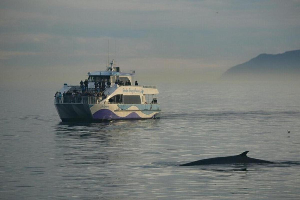 una barca in acqua con un delfino davanti