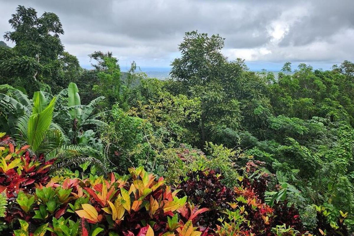 una foresta piena di piante e alberi