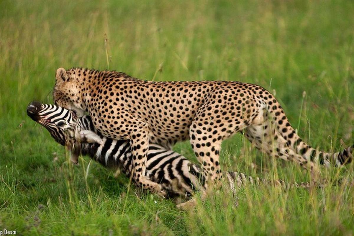 gepard mängib põllul sebraga