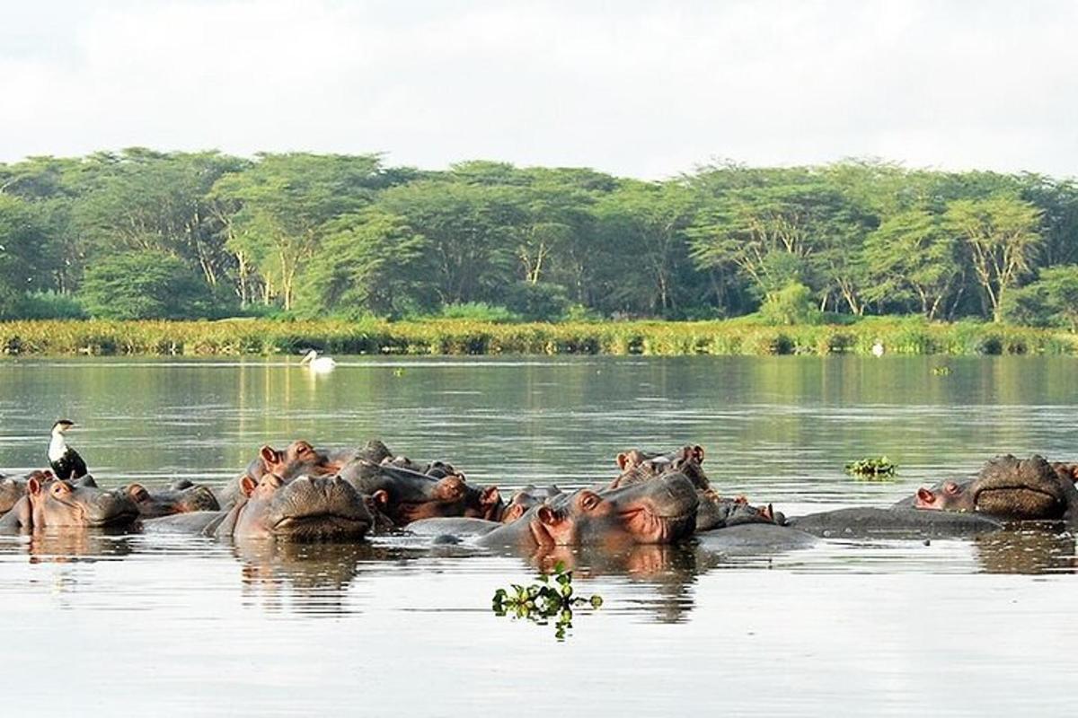a herd of elephants swimming in the water