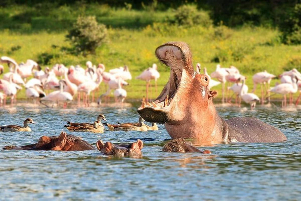 an elephant standing in the water with a group of birds