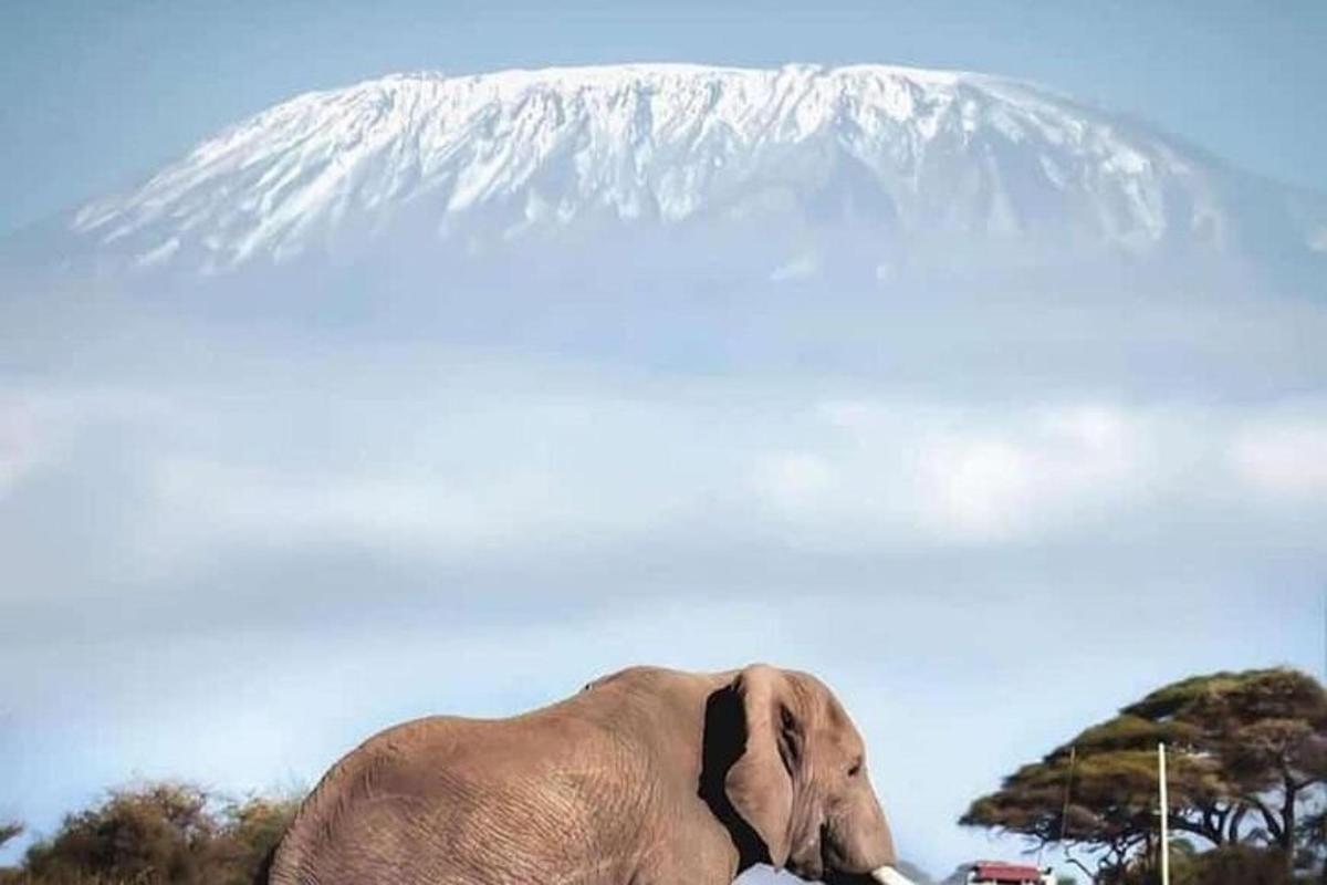 un elefant stând în fața unui munte acoperit de zăpadă