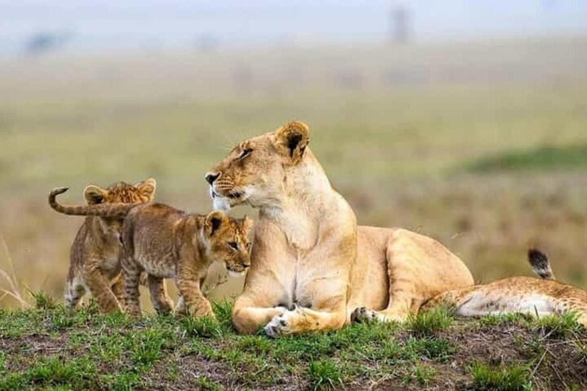 a lion and three cubs sitting in the grass