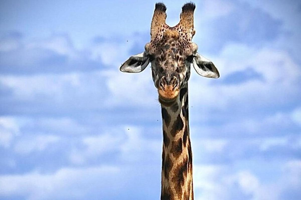 a close up of a giraffe looking at the camera