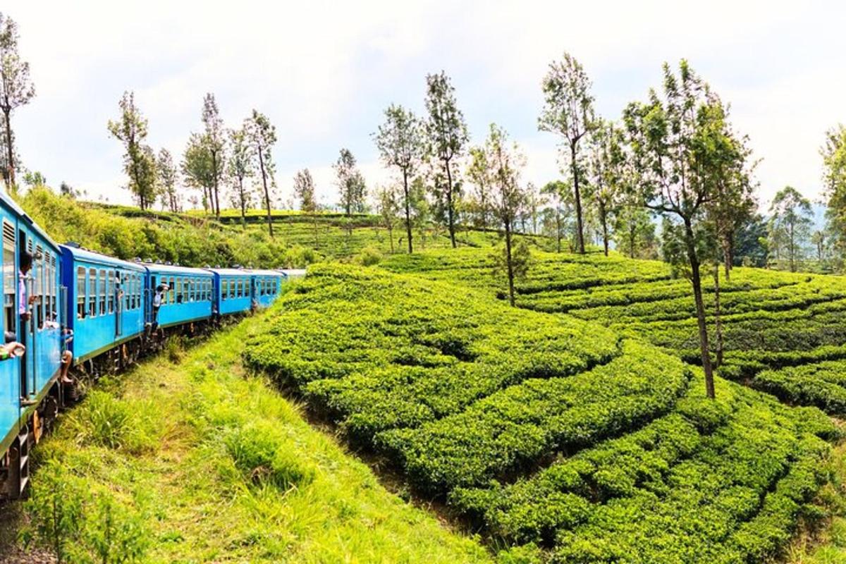 a blue train traveling through a tea plantation