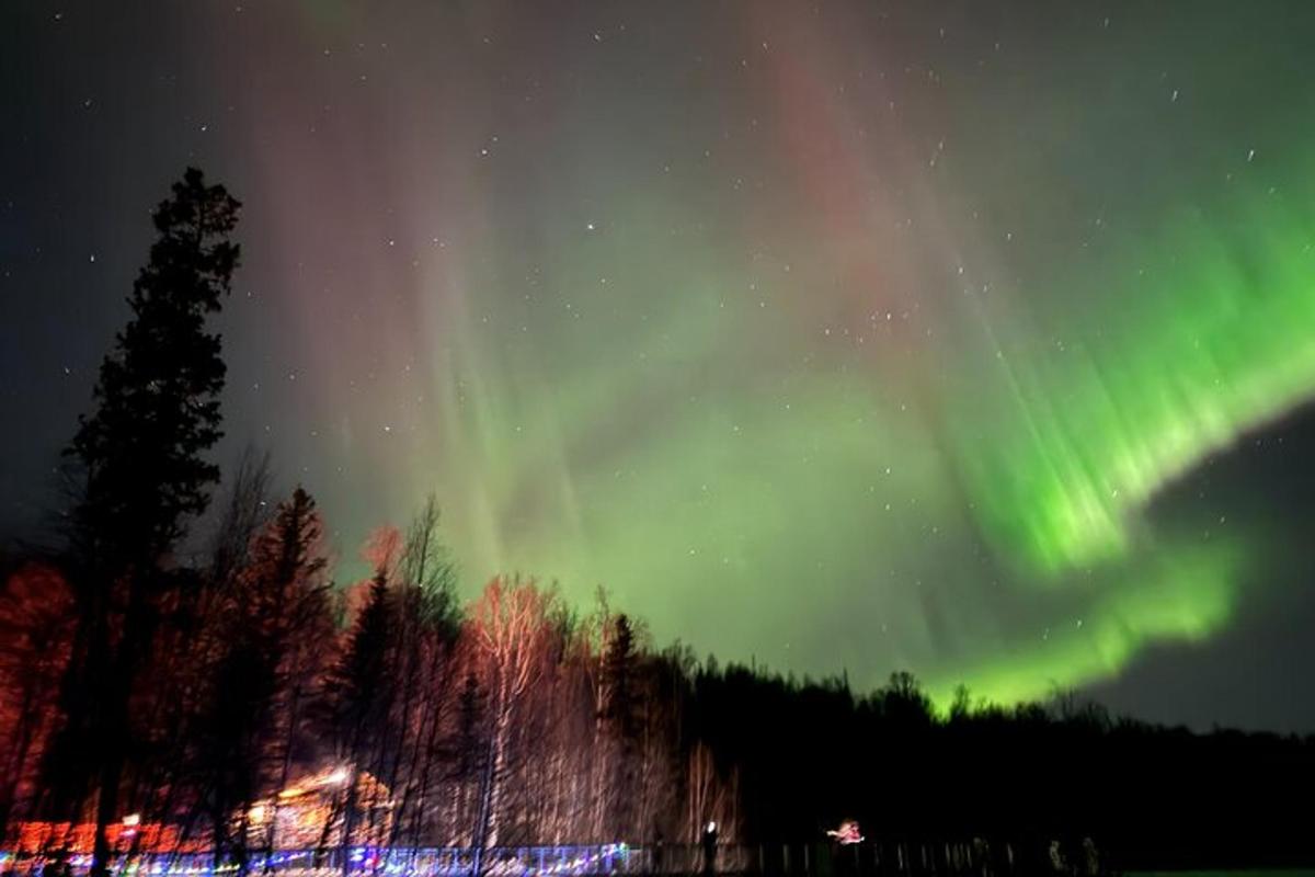 Norðurljós á himni með trjám í forgrunni