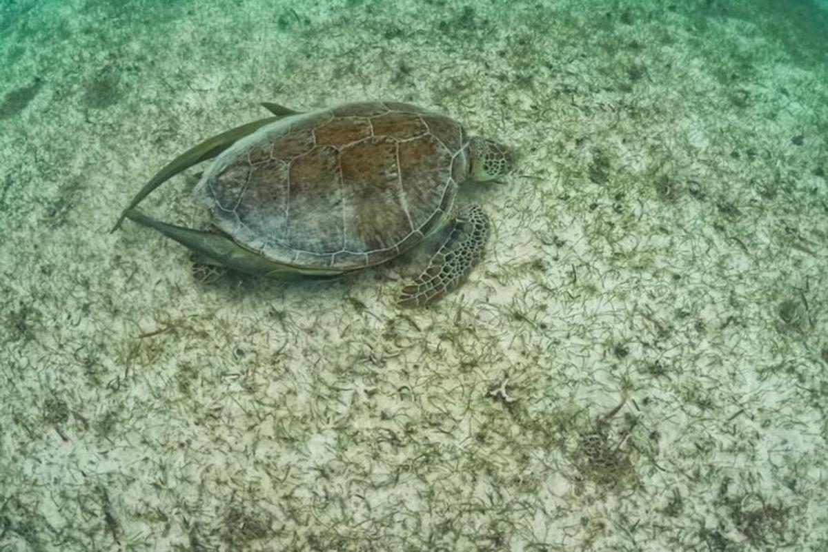 želva, ki leži v pesku v oceanu