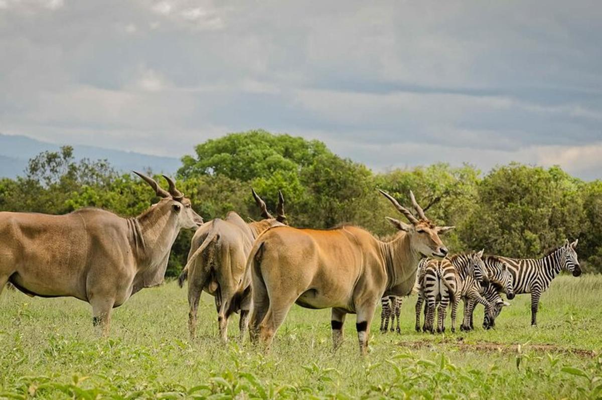 eine Gruppe von Tieren, die mit Zebras auf einem Feld stehen