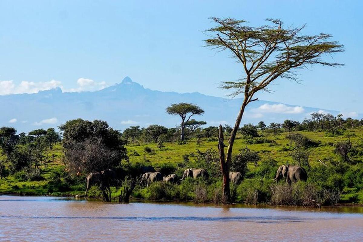 a herd of elephants walking in a field next to a river