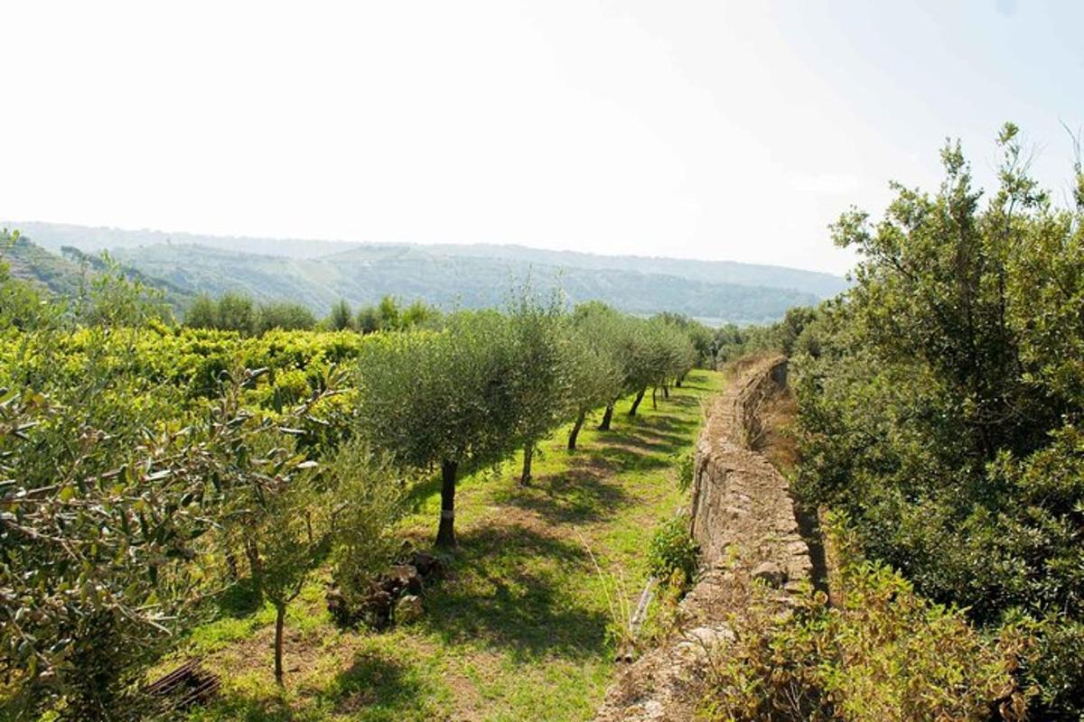 una hilera de olivos en un campo