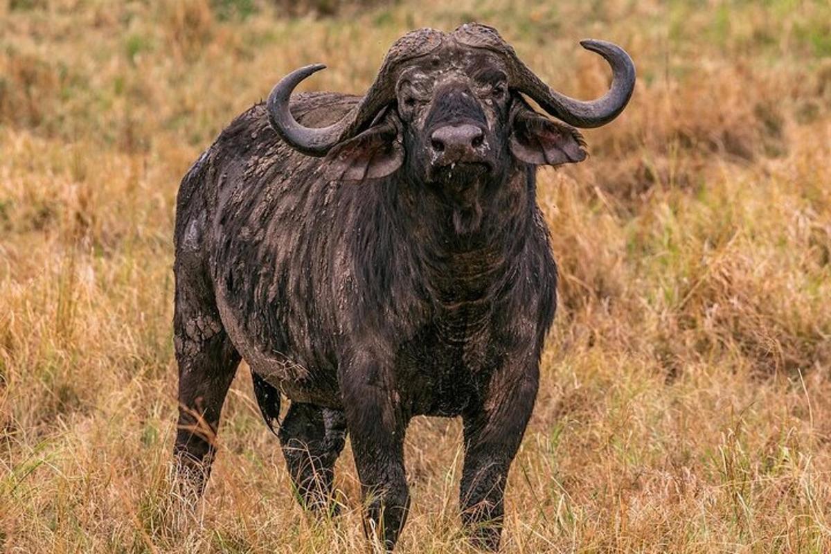 Un búfalo parado en un campo de hierba