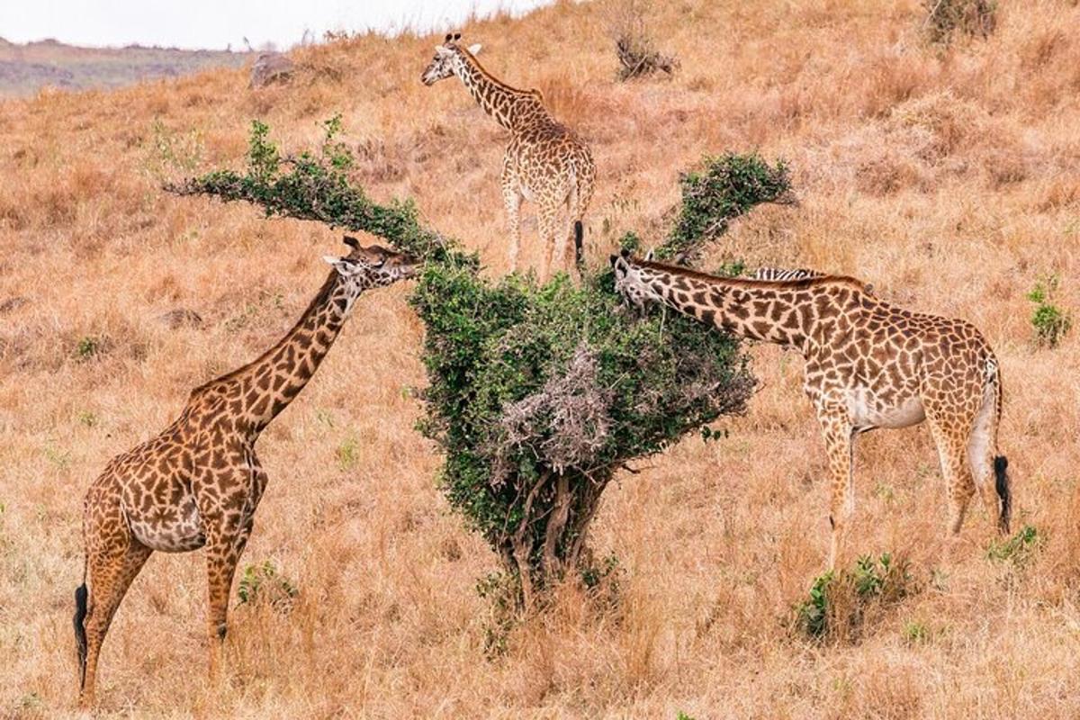 Tres jirafas comiendo hojas de un árbol en un campo