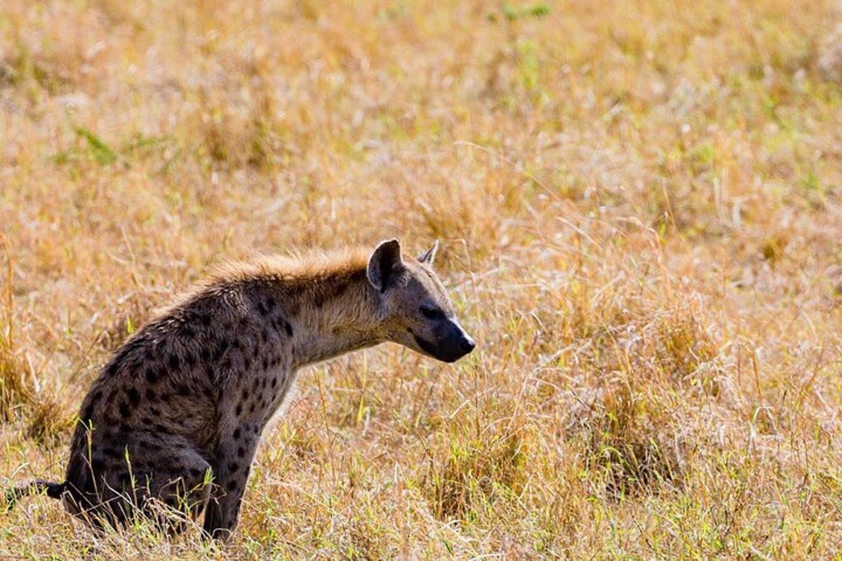 una hiena sentada en un campo de hierba alta