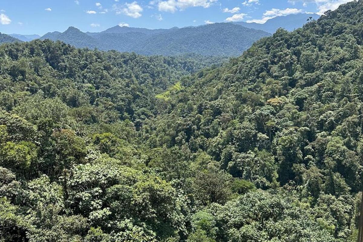 an aerial view of a forest with mountains in the background