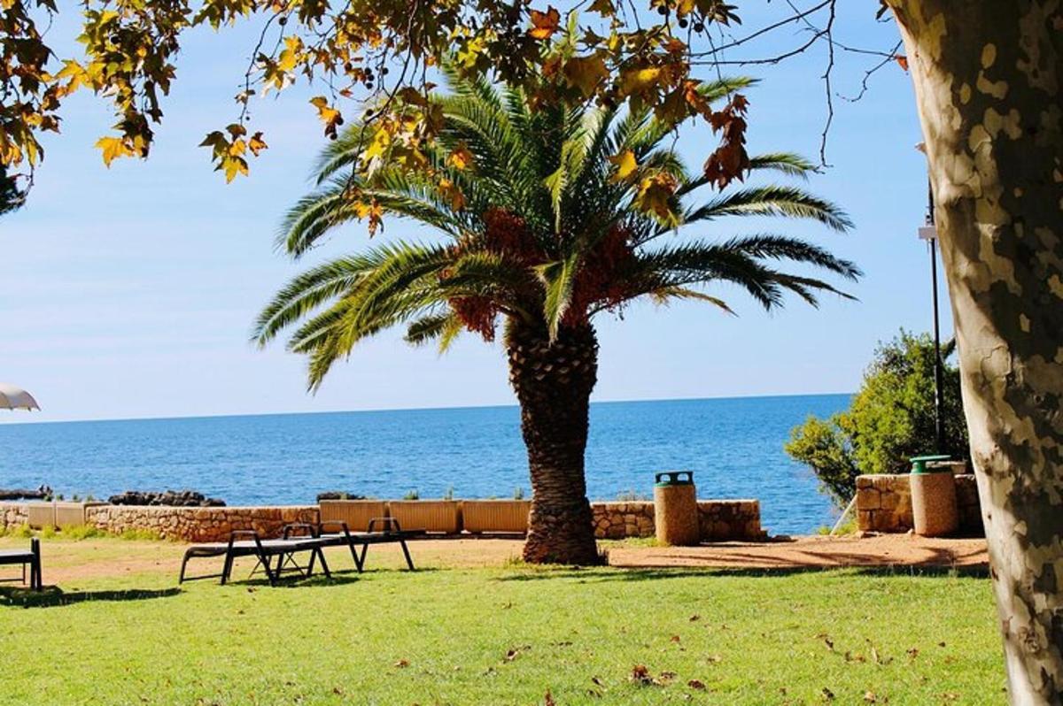 una palma in un parco vicino all'oceano
