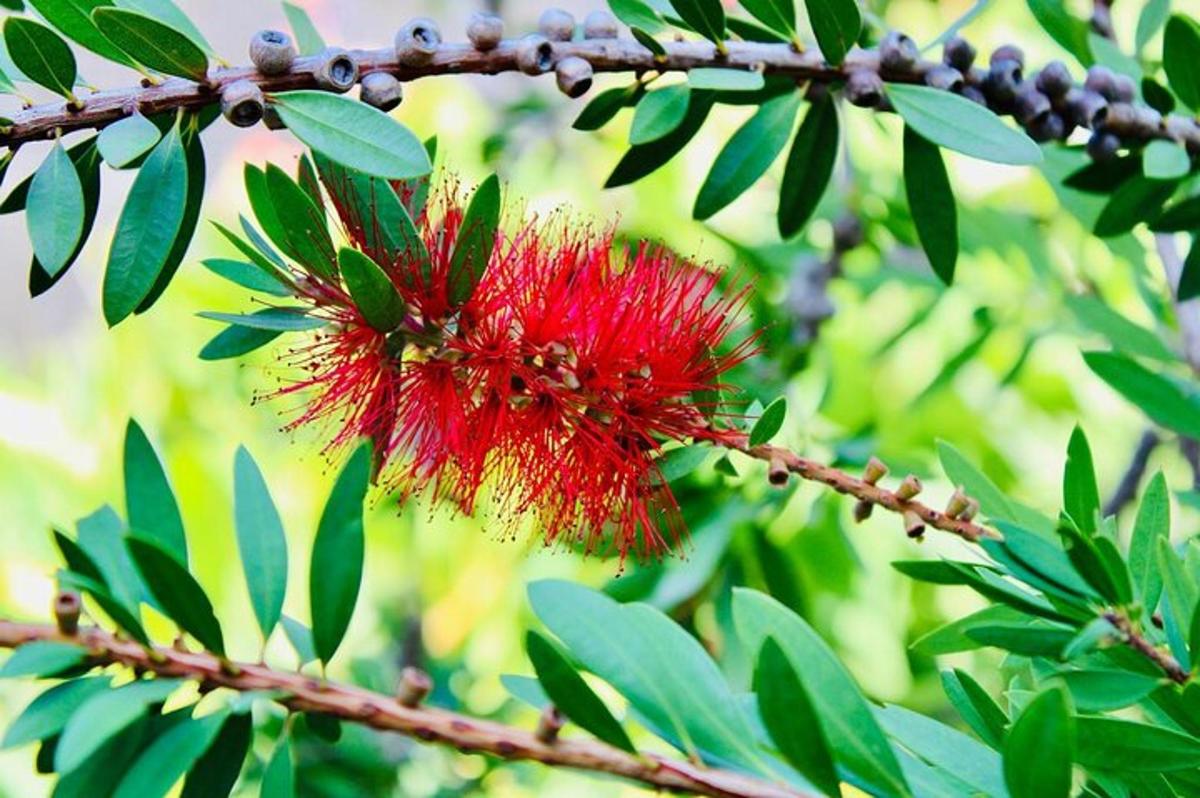 un fiore rosso su un albero con foglie verdi