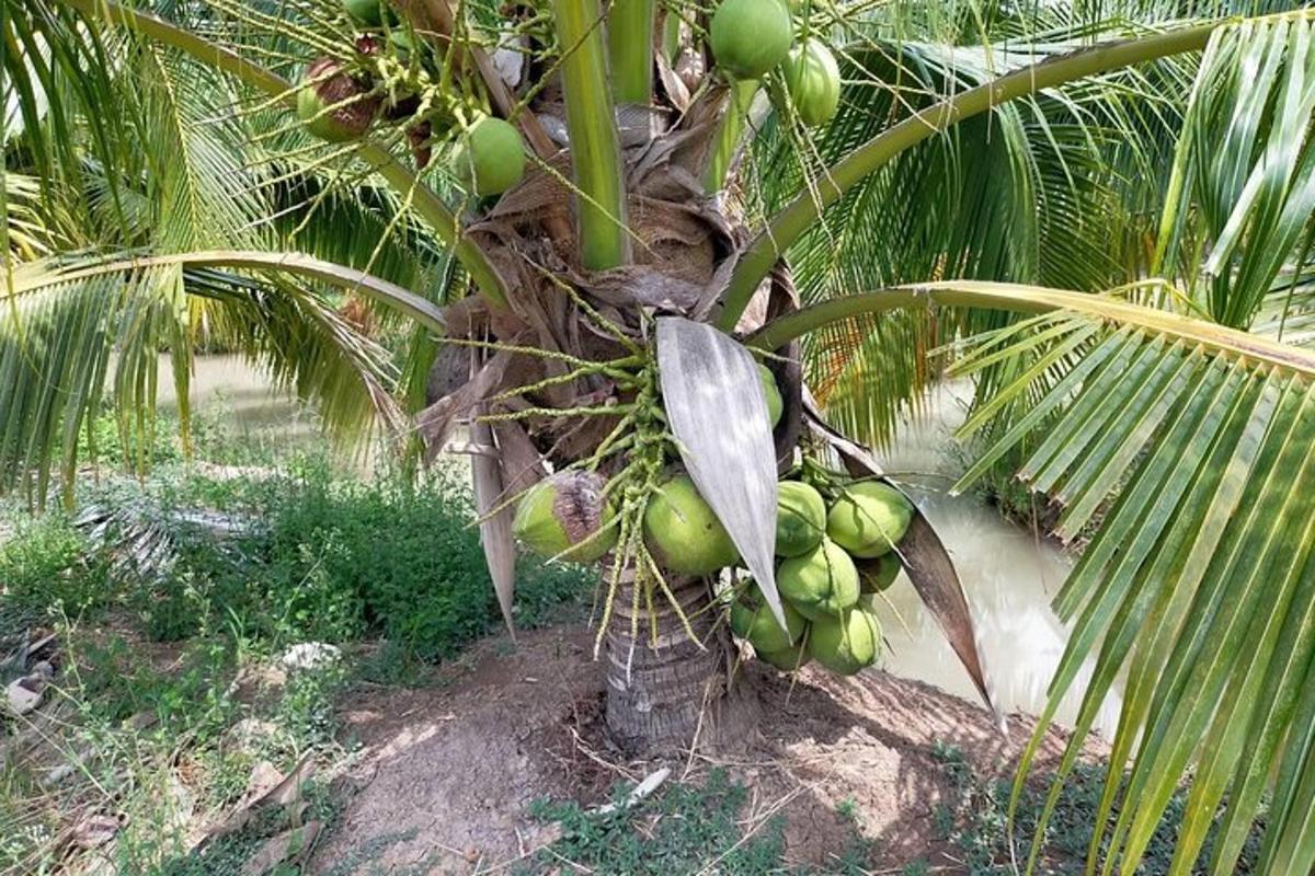 setandan kelapa hijau di atas pokok palma
