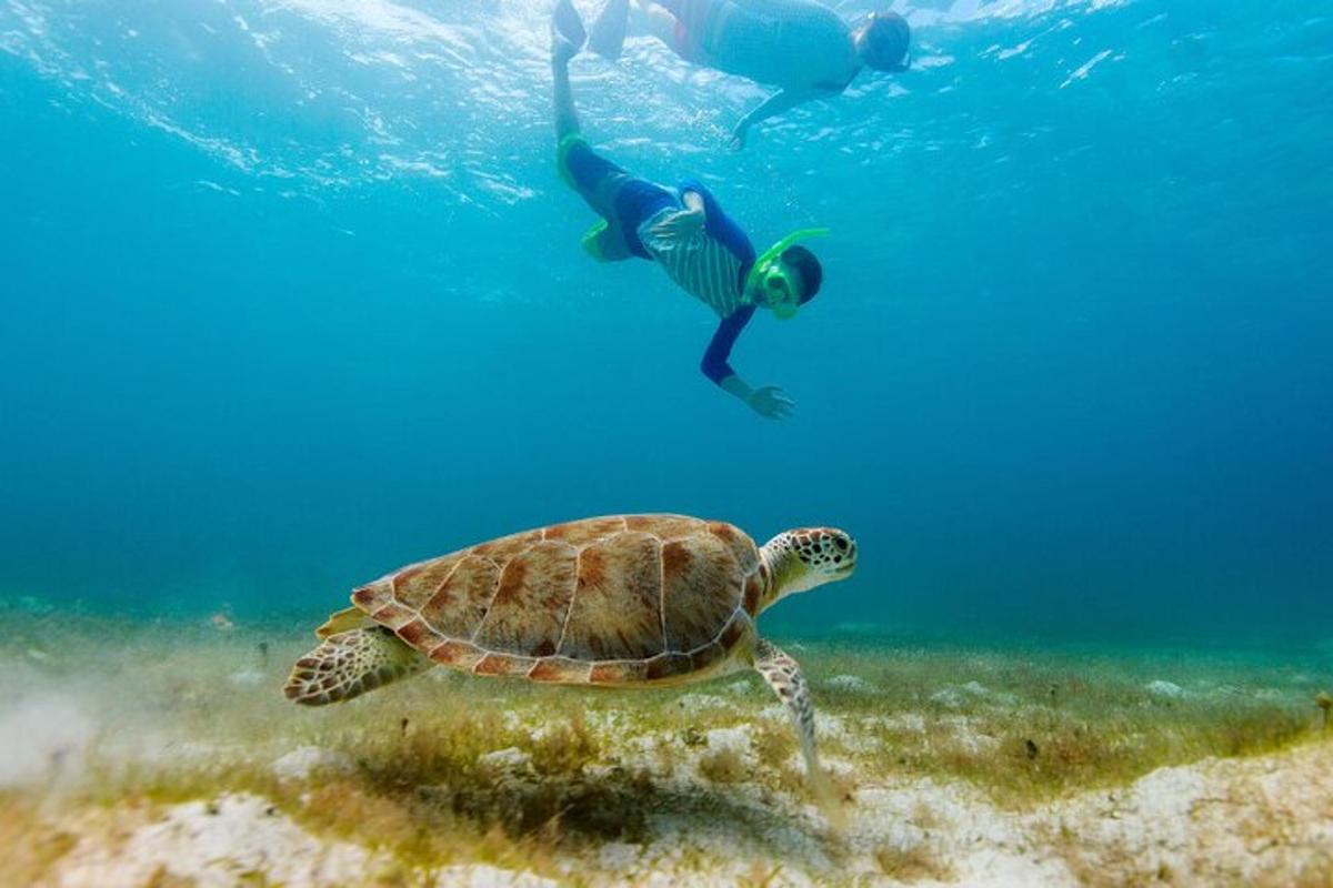 um homem nadando ao lado de uma tartaruga no oceano