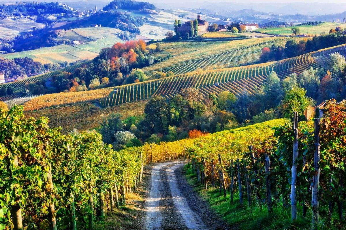 a dirt road through a vineyard in the fall