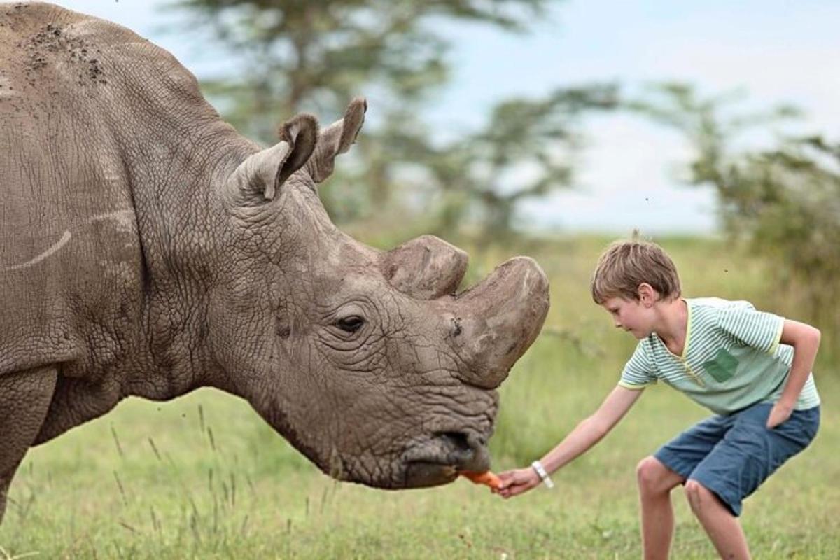 un nen petit acaricia un rinoceront