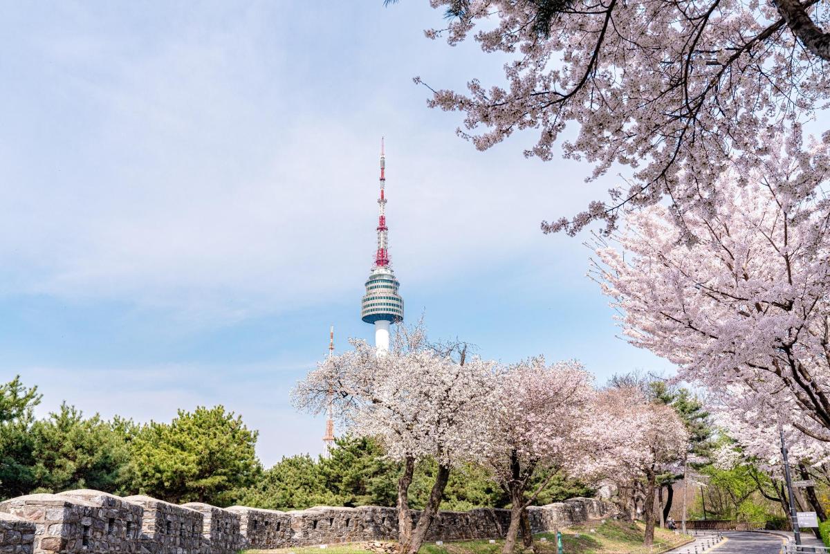 a view of the tv tower with cherry trees