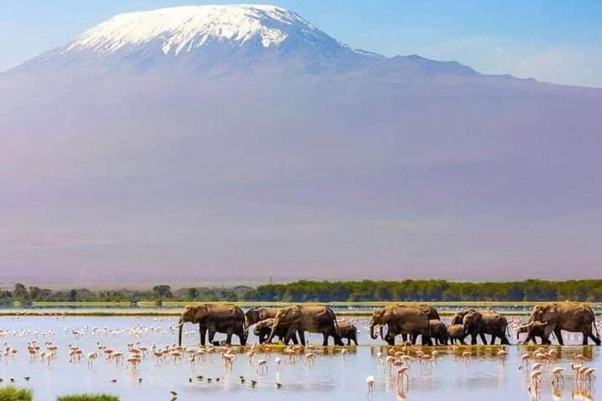 una mandria di elefanti in uno specchio d'acqua con una montagna sullo sfondo