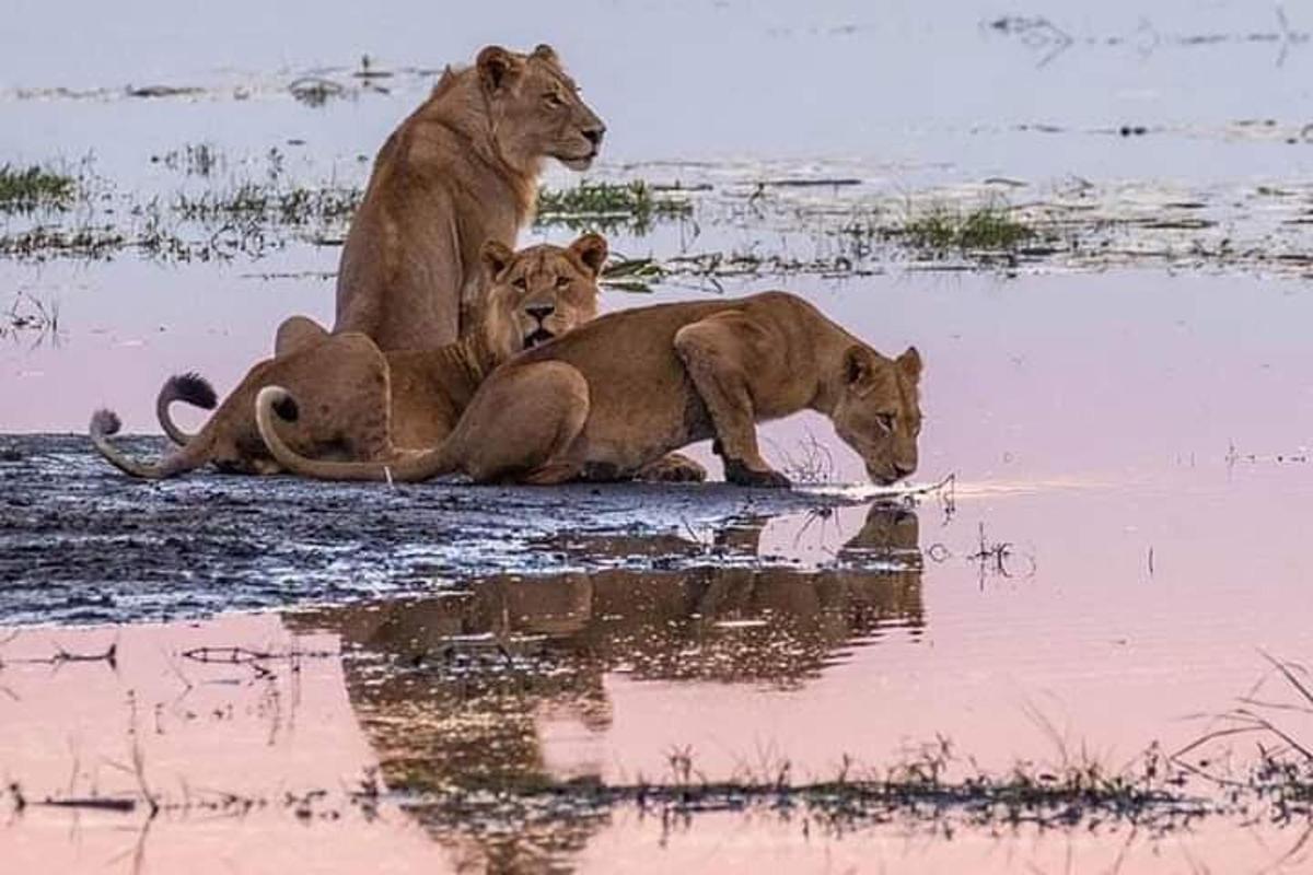 un gruppo di tre leoni sdraiati nell'acqua