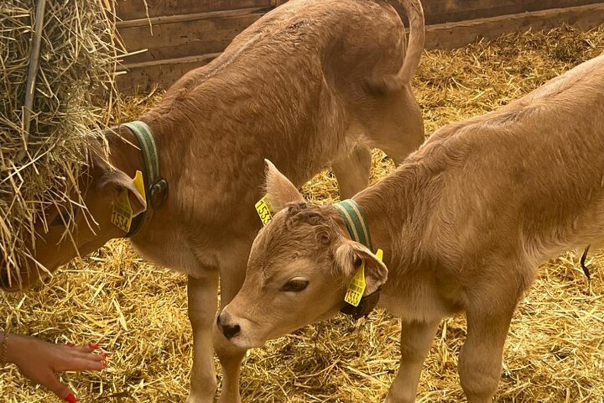 duas vacas marrons estão paradas no feno