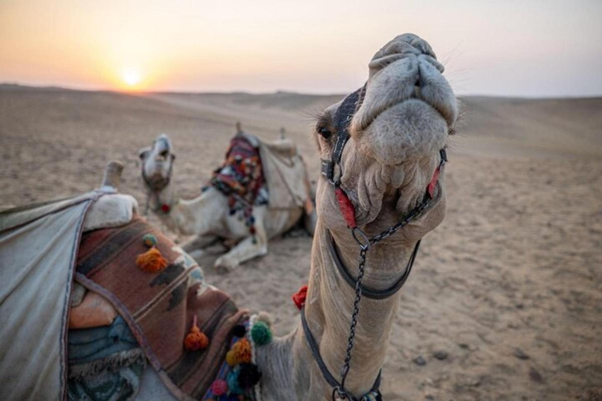 a camel in the desert looking up at the sunset