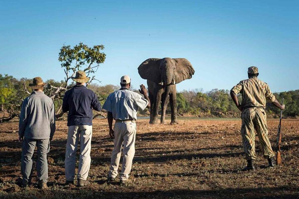 un gruppo di uomini in piedi davanti a un elefante