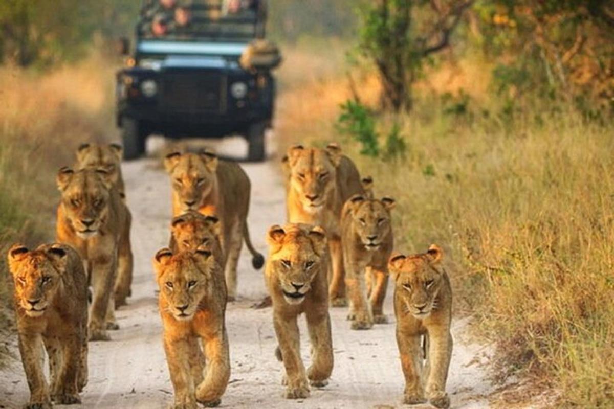 un gruppo di leoni che camminano lungo una strada sterrata