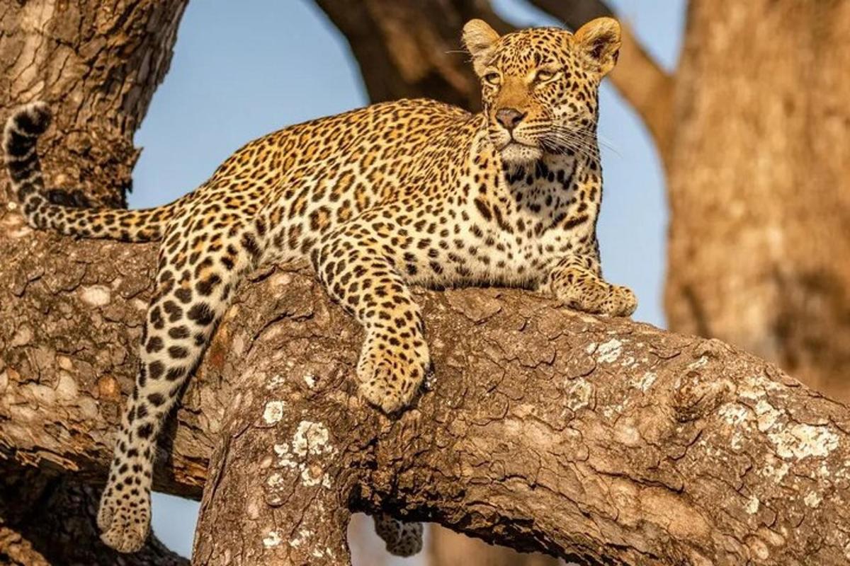 un leopardo seduto in cima a un ramo di un albero