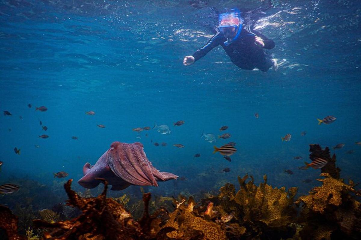 eine Person, die mit einem Fisch über einem Korallenriff schwimmt