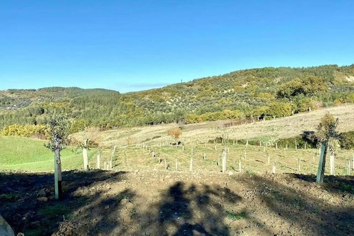 Un campo con árboles y una valla en una colina.