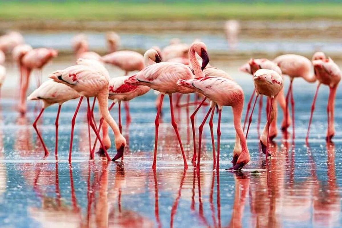roosade flamingode parv vees seisab