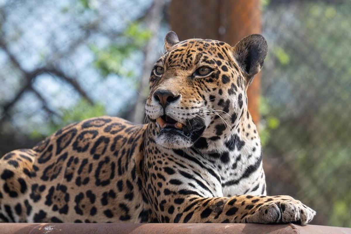 a jaguar is laying down on a table