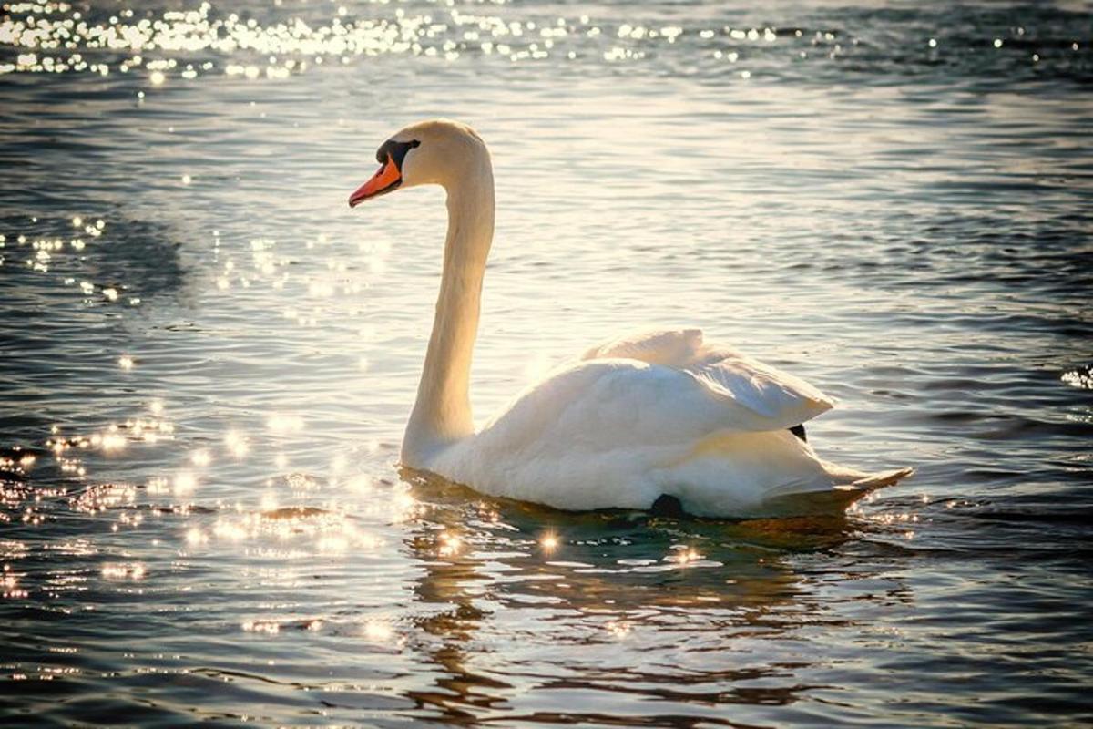 un cigno bianco che nuota in uno specchio d'acqua