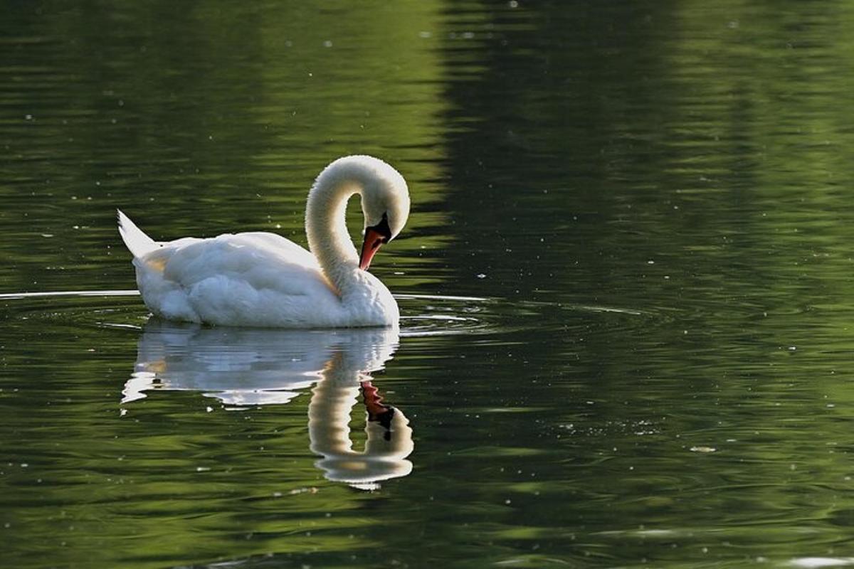 un cigno bianco che nuota in uno specchio d'acqua