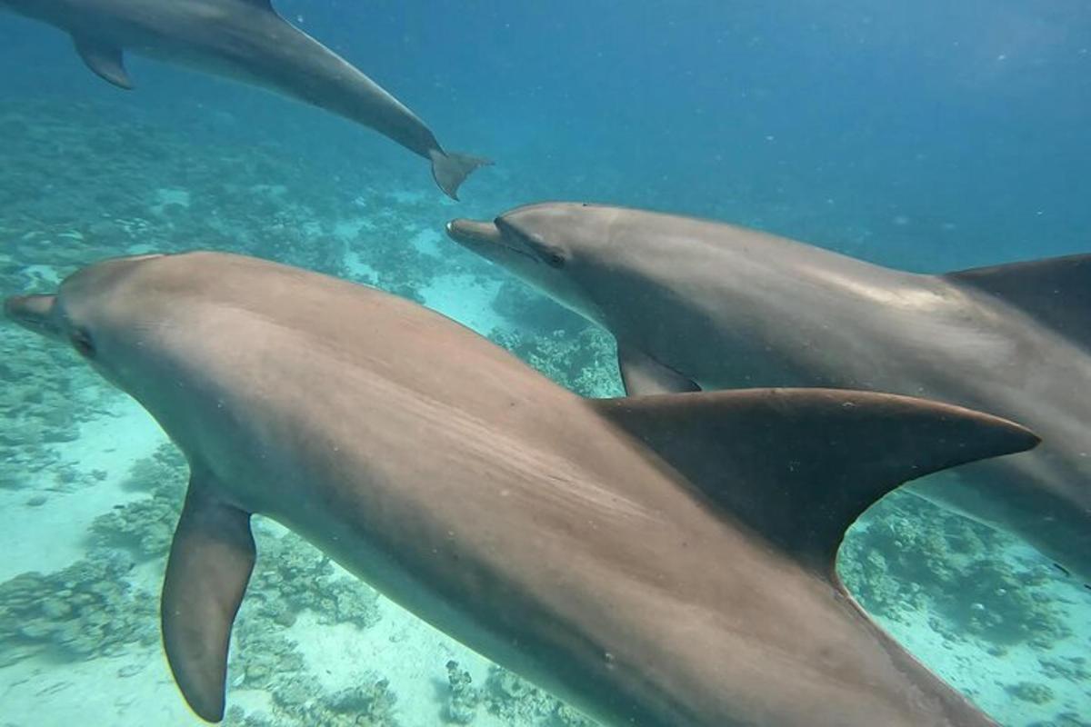 un grup de delfini înotând în ocean