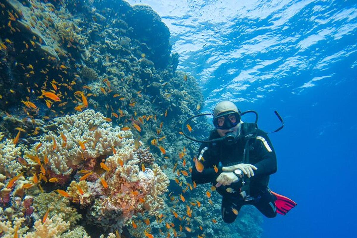 uma pessoa está mergulhando sobre um recife de coral