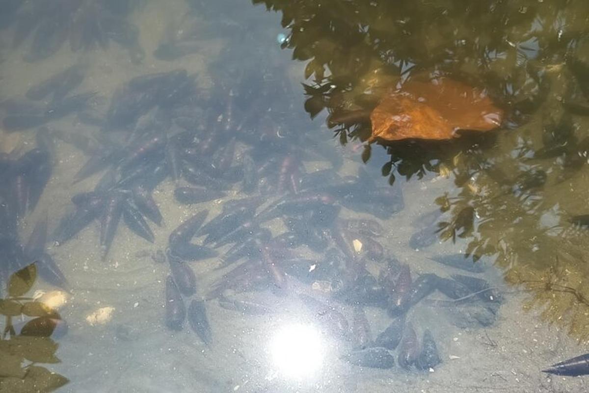 un grupo de peces nadando en el agua