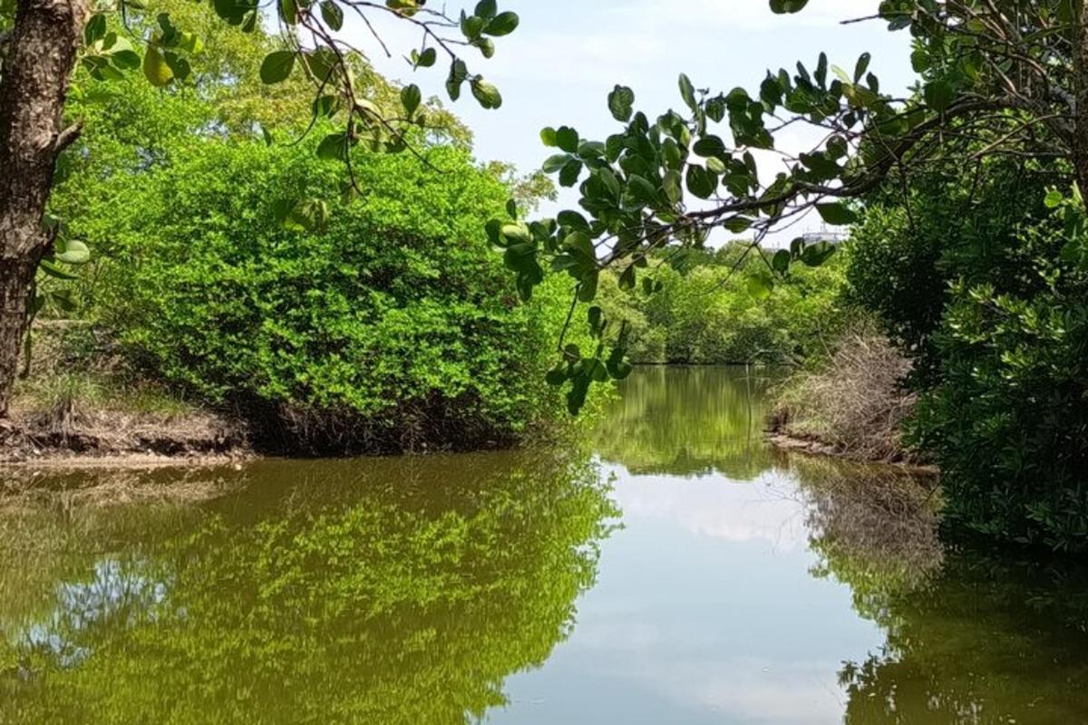 un cuerpo de agua con árboles y arbustos